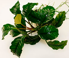 Анубиас Бартера кофейнолистный (Anubias barteri var. Coffeefolia)
