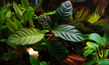 Анубиас Бартера кофейнолистный (Anubias barteri var. Coffeefolia)