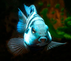 Попугай "Голубая панда" (Cichlasoma var. Blue Panda Parrot)