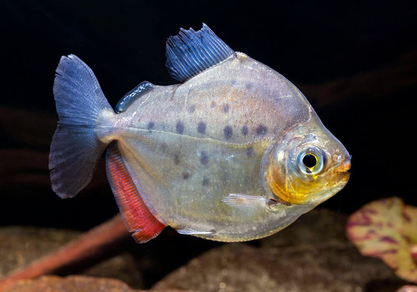 Метиннис пятнистый (Metynnis maculatus)