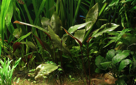 Криптокорина Бласса (Cryptocoryne blassii)