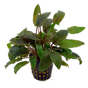 Криптокорина Беккета (Cryptocoryne Beckettii)