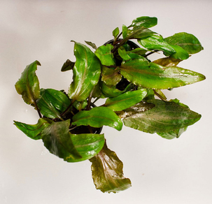 Криптокорина Беккета (Cryptocoryne Beckettii)