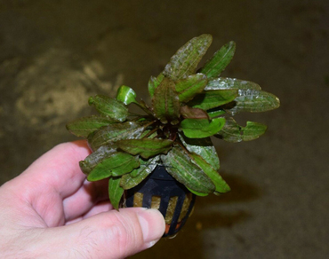 Криптокорина Беккета (Cryptocoryne Beckettii)