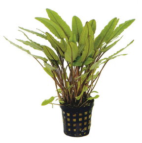 Криптокорина Петча (Cryptocoryne Petchii)