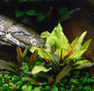 Криптокорина Вендта "Зеленый Геккон" (Cryptocoryne wendtii "Green Gecko")
