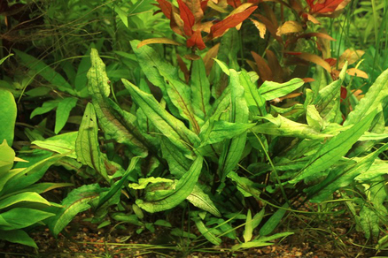 Криптокорина Вендта "Зеленый Геккон" (Cryptocoryne wendtii "Green Gecko")