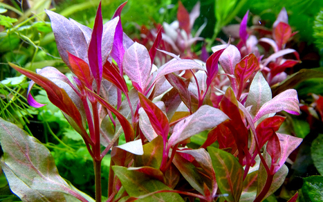 Альтернантера кардинальская (Alternanthera cardinalis)