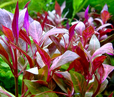 Альтернантера кардинальская (Alternanthera cardinalis)