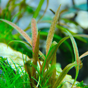 Криптокорина Албида (Cryptocoryne albida)