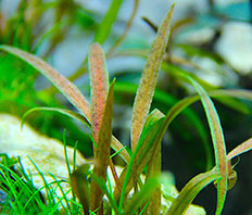 Криптокорина Албида (Cryptocoryne albida)