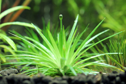 Эриокаулон синериум (Eriocaulon cinereum)