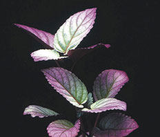 Хемиграфис цветной (Hemigraphis colorata)