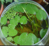 Гидроклейс кувшинковый (Hydrocleys nymphoides)