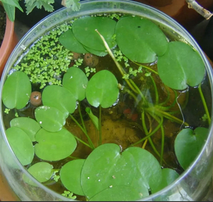 Гидроклейс кувшинковый (Hydrocleys nymphoides)