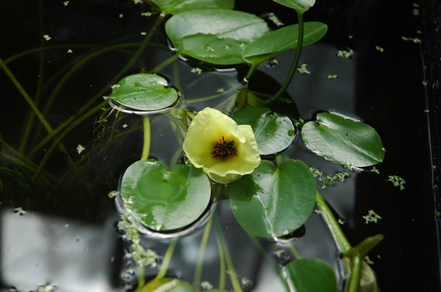 Гидроклейс кувшинковый (Hydrocleys nymphoides)