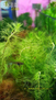 Перистолистник хвостиковидный (Myriophyllum hippuroides)