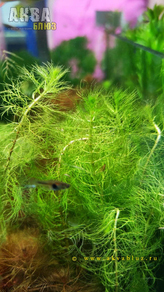 Перистолистник хвостиковидный (Myriophyllum hippuroides)