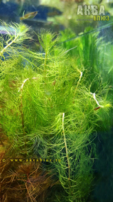 Перистолистник хвостиковидный (Myriophyllum hippuroides)