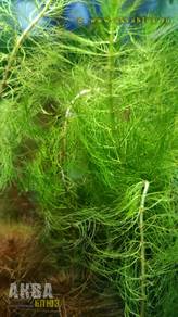 Перистолистник хвостиковидный (Myriophyllum hippuroides)