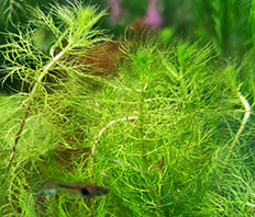 Перистолистник хвостиковидный (Myriophyllum hippuroides)