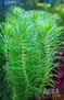 Перистолистник пропинум (Myriophyllum propinquum)