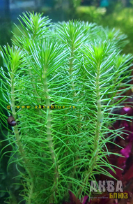 Перистолистник пропинум (Myriophyllum propinquum)