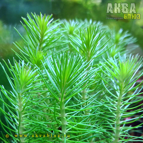 Перистолистник пропинум (Myriophyllum propinquum)