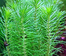 Перистолистник пропинум (Myriophyllum propinquum)