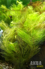 Перистолистник выщербленный (Myriophyllum scabratum)