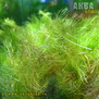 Перистолистник выщербленный (Myriophyllum scabratum)