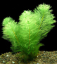 Перистолистник выщербленный (Myriophyllum scabratum)