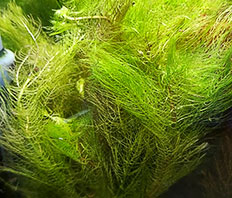 Перистолистник выщербленный (Myriophyllum scabratum)