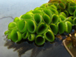 Сальвиния клобучковая (Salvinia cucullata)