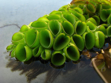 Сальвиния клобучковая (Salvinia cucullata)