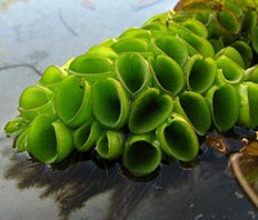Сальвиния клобучковая (Salvinia cucullata)