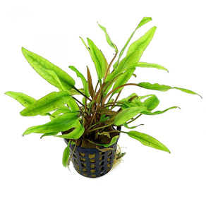 Криптокорина Аксельроди (Cryptocoryne axelrodii)