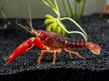 Рак флоридский красный (Procambarus clarkii)