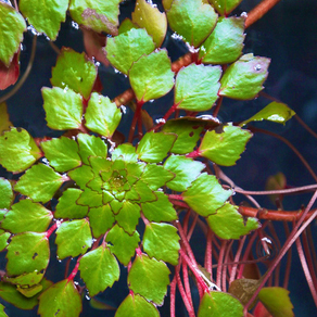 Людвигия Седиоидес (Ludwigia sedoides)