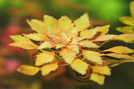 Людвигия Седиоидес (Ludwigia sedoides)