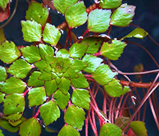 Людвигия Седиоидес (Ludwigia sedoides)