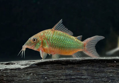 Коридорас Брохис зелёный (Corydoras splendens)