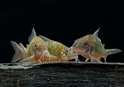 Коридорас Брохис зелёный (Corydoras splendens)