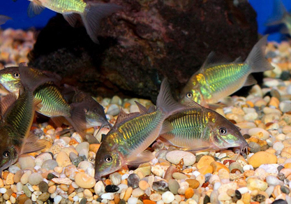 Коридорас Брохис зелёный (Corydoras splendens)