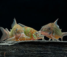 Коридорас Брохис зелёный (Corydoras splendens)