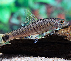 Бородоед сетчатый (Crossocheilus reticulatus)