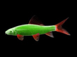 Лабео Глофиш (Labeo frenatus Glo Fish)