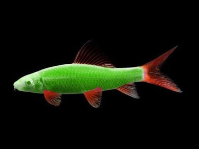 Лабео Глофиш (Labeo frenatus Glo Fish)