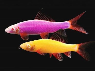 Лабео Глофиш (Labeo frenatus Glo Fish)