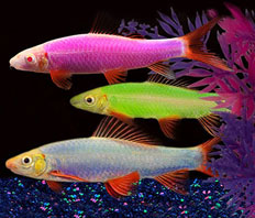 Лабео Glo Fish (Labeo frenatus Glo Fish)